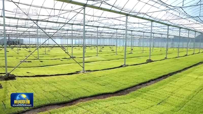 粮食安全真的稳了吗?从“十五五”布局看农业生产的深层逻辑 新闻 粮食安全真的稳了吗?从“十五五”布局看农业生产的深层逻辑 新闻