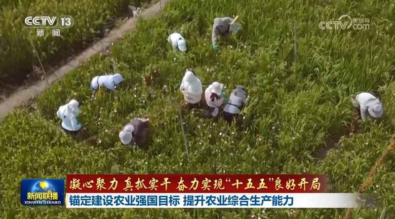 粮食安全真的稳了吗?从“十五五”布局看农业生产的深层逻辑 新闻 粮食安全真的稳了吗?从“十五五”布局看农业生产的深层逻辑 新闻