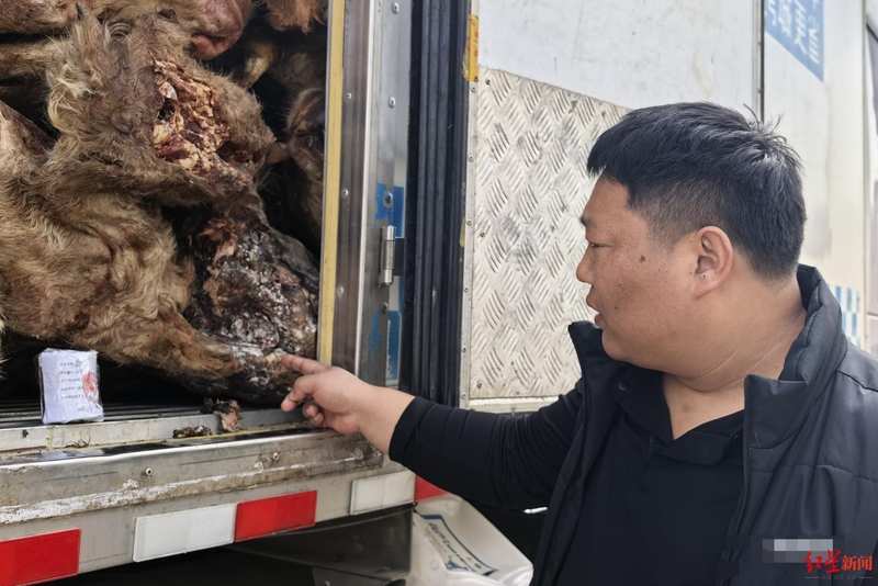  跨省运输的腐败真相：27吨冻品背后的质量罗生门 新闻 跨省运输的腐败真相：27吨冻品背后的质量罗生门 新闻